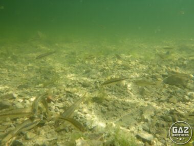 Ryby w Orlovacko Jezero - zdjęcie podwodne