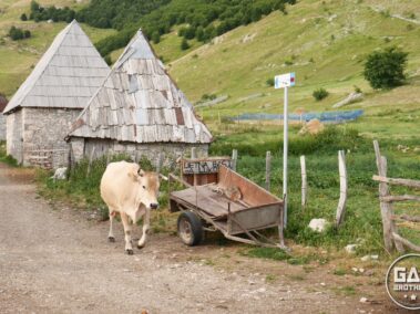 Krowa na szutrowej drodze w Lukomirze