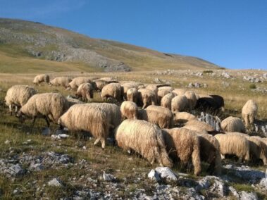 Lukomir - owce i pies pasterski w okolicy Bjelasnicy.