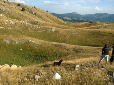 Lukomir - owce i pies pasterski w okolicy Bjelasnicy.