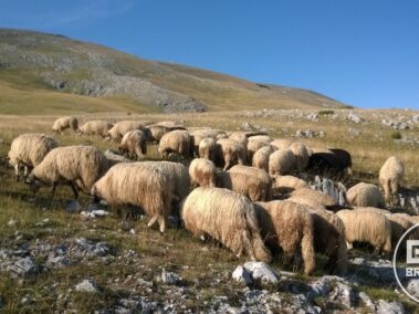 Owce w górach - Bałkany samochodem
